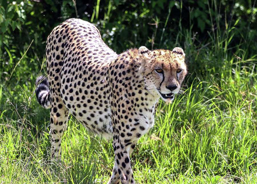 Gepard spacerujący po trawie puzzle online