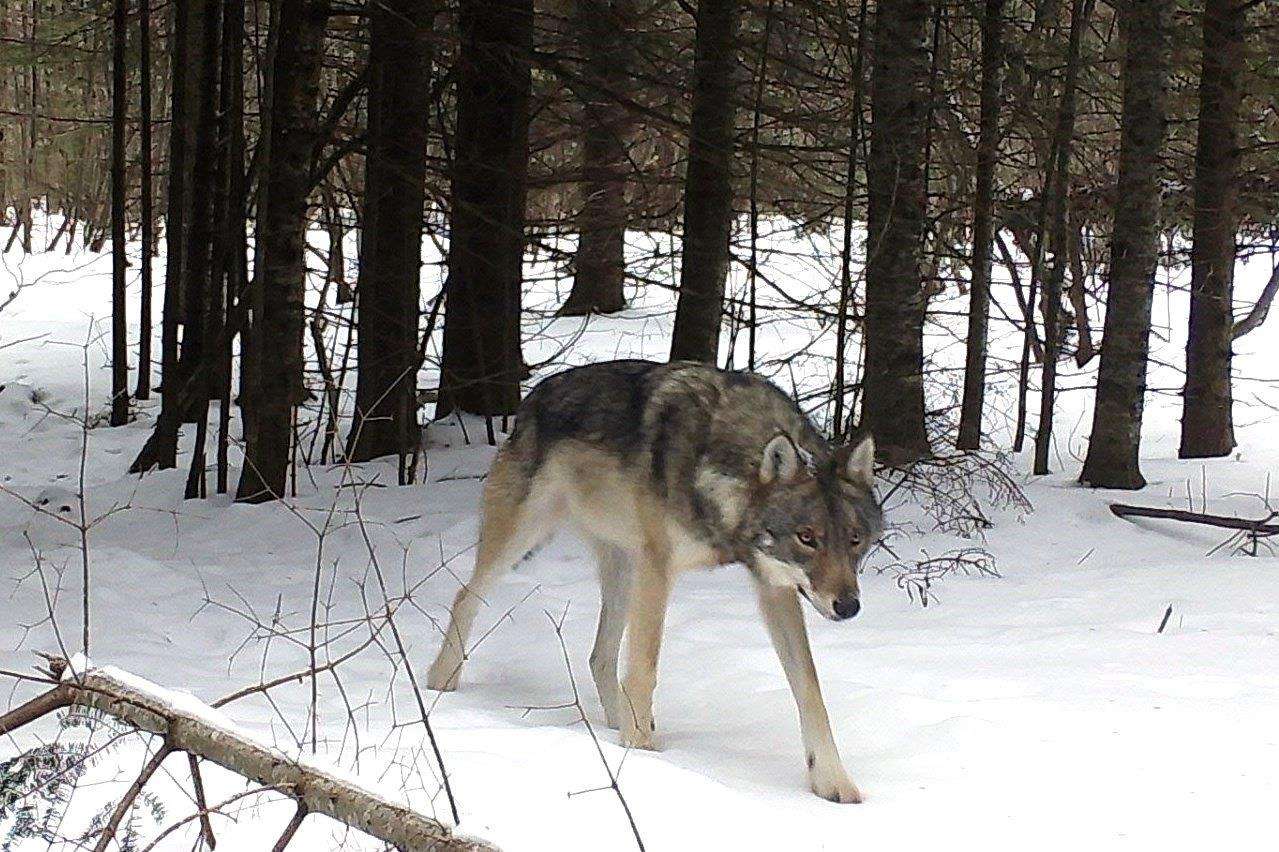 Młody samiec wilka puzzle online ze zdjęcia