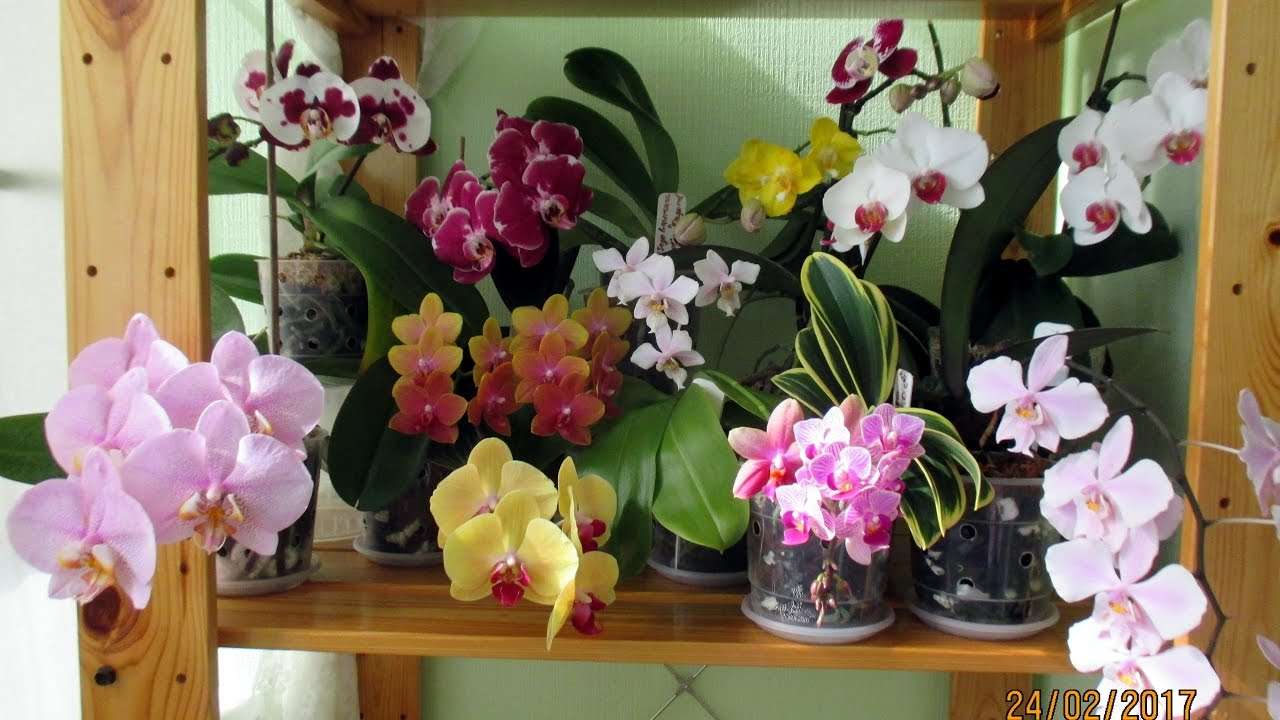 Orchidee Na Półce puzzle online ze zdjęcia