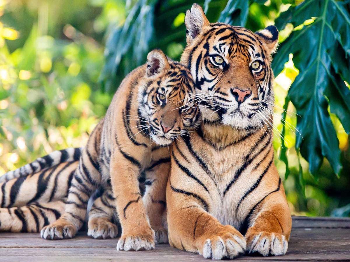 Miłość do Tygrysów puzzle online