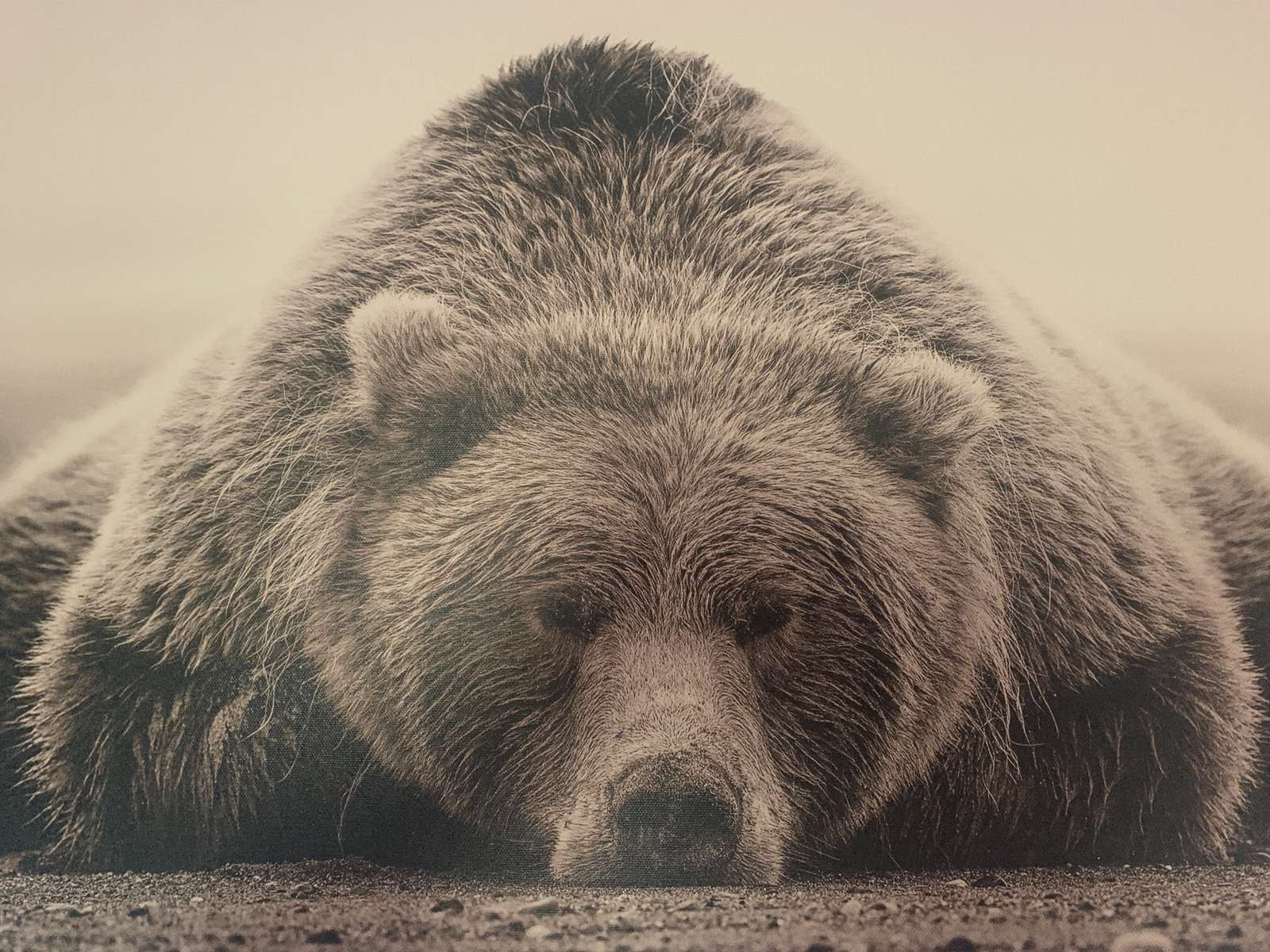 Niedźwiedź grizzly puzzle online ze zdjęcia