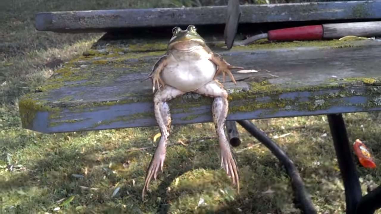 żaba siedzi na ławce puzzle online