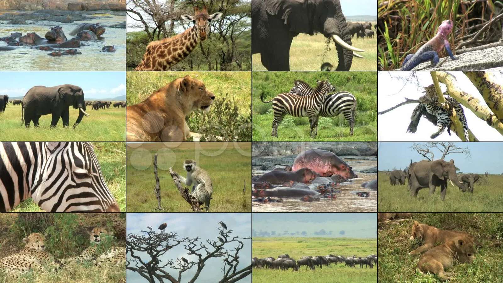 Safari dzikich zwierząt puzzle online