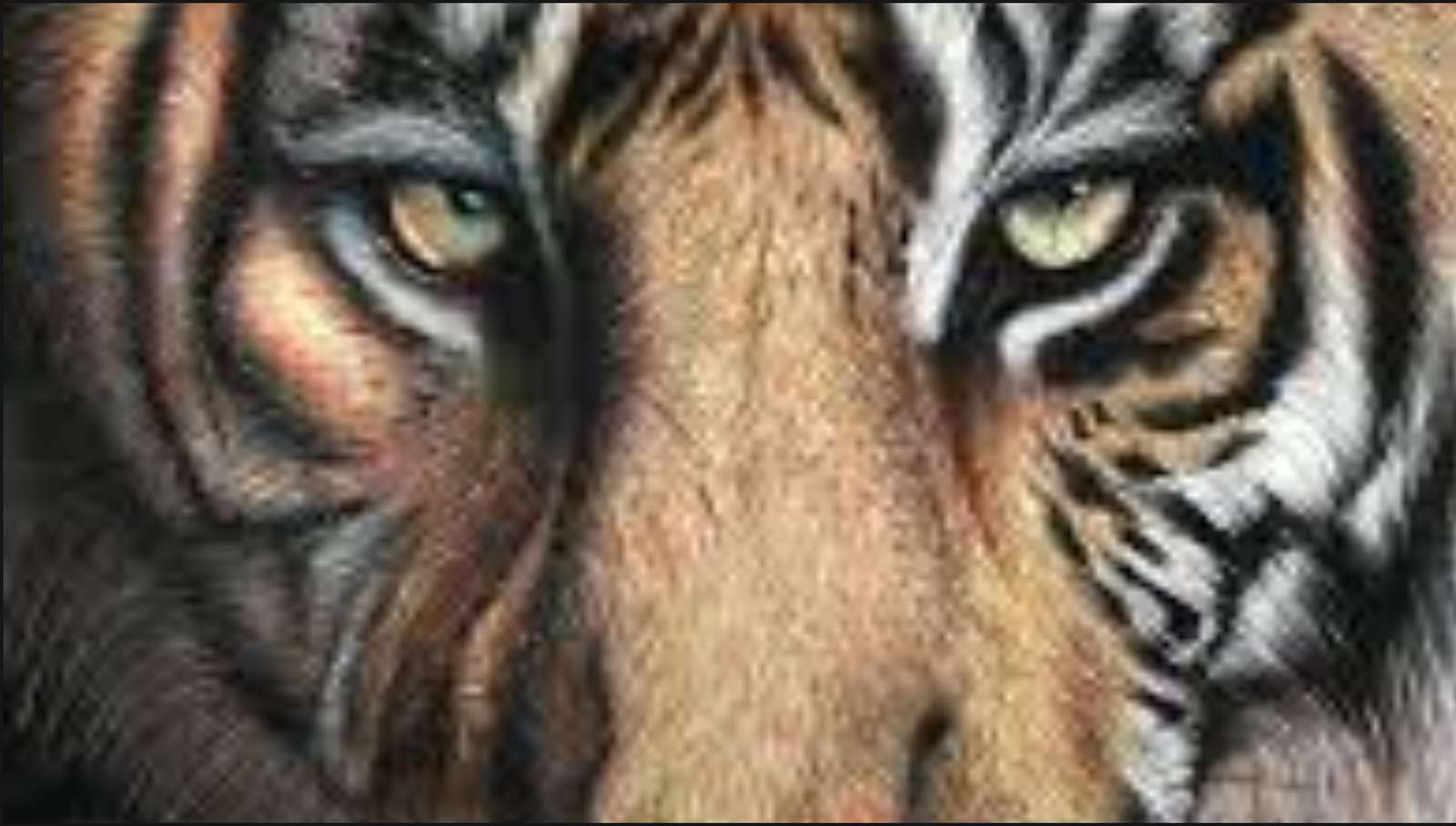 Tygrys bocací puzzle online ze zdjęcia