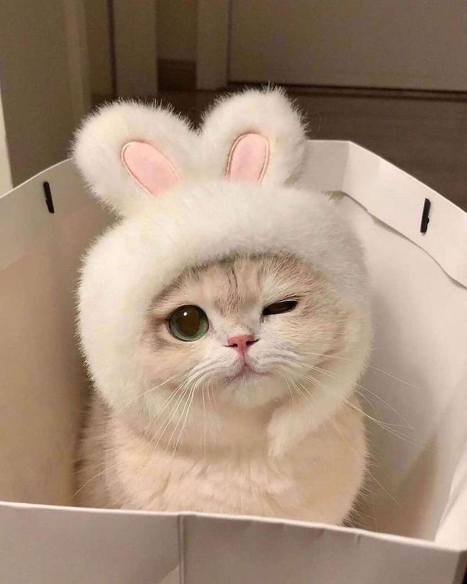 Bardzo śliczny kot z ślicznym kapeluszem puzzle online ze zdjęcia