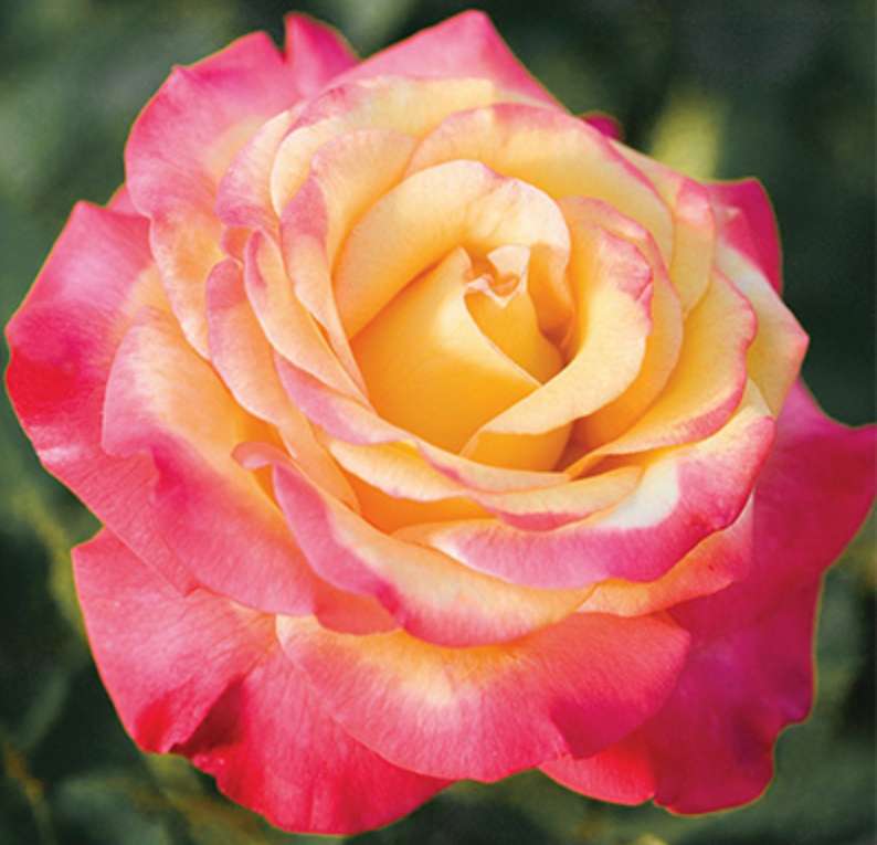 Różowy i żółty kwiat puzzle online