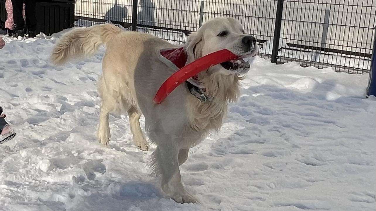 Pies i śnieg puzzle online ze zdjęcia