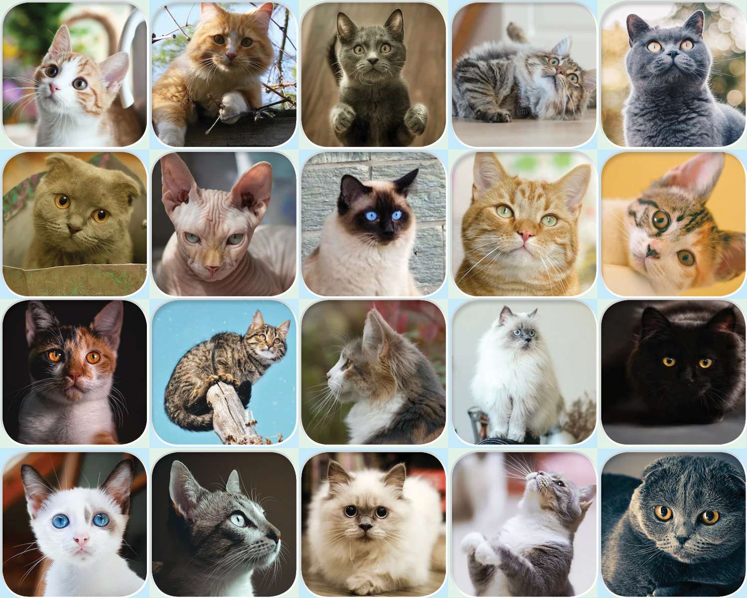 koty i kotki puzzle online