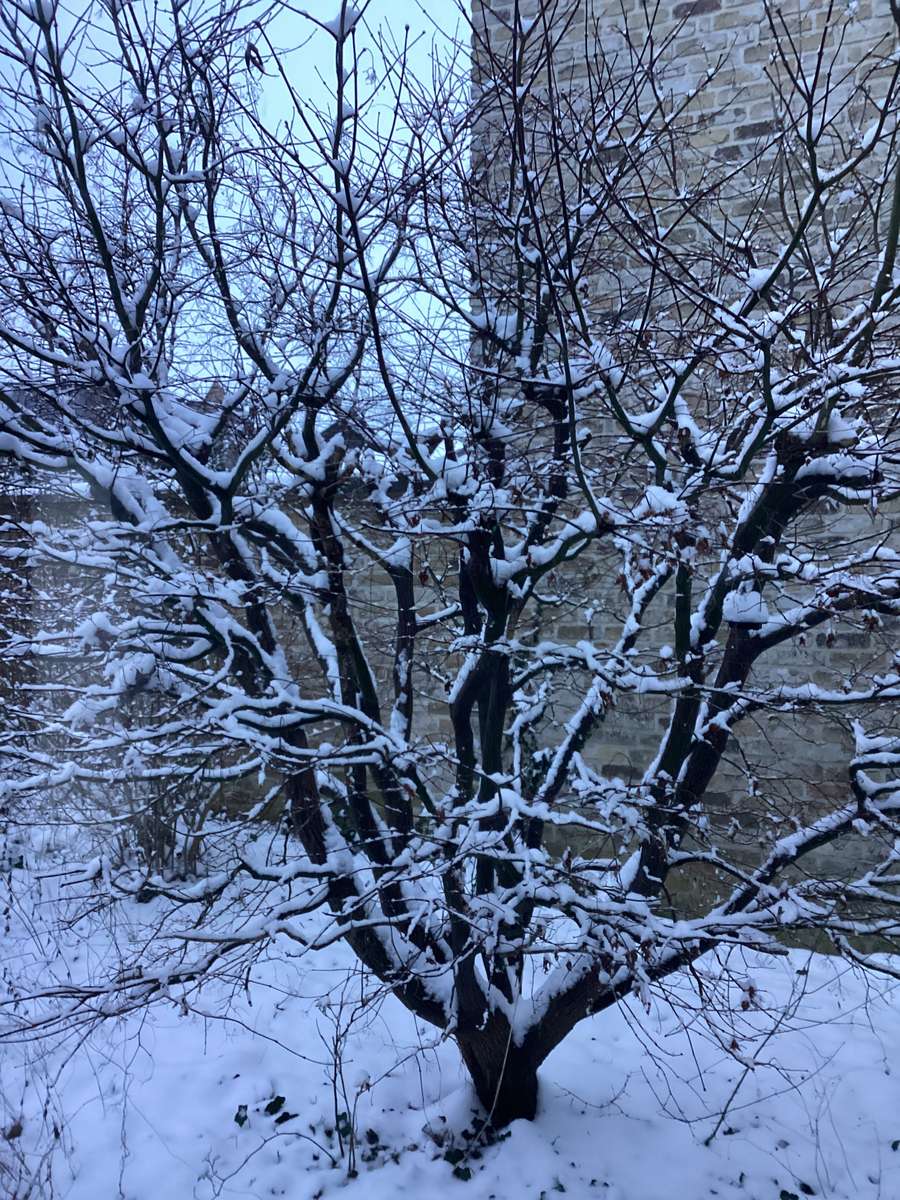Śnieg na drzewie puzzle online ze zdjęcia