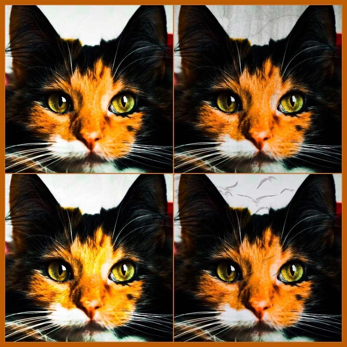 Niesamowicie fotogeniczny kotek puzzle online
