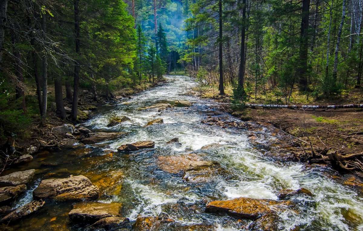 Toczna Rzeka W Lesie puzzle online ze zdjęcia
