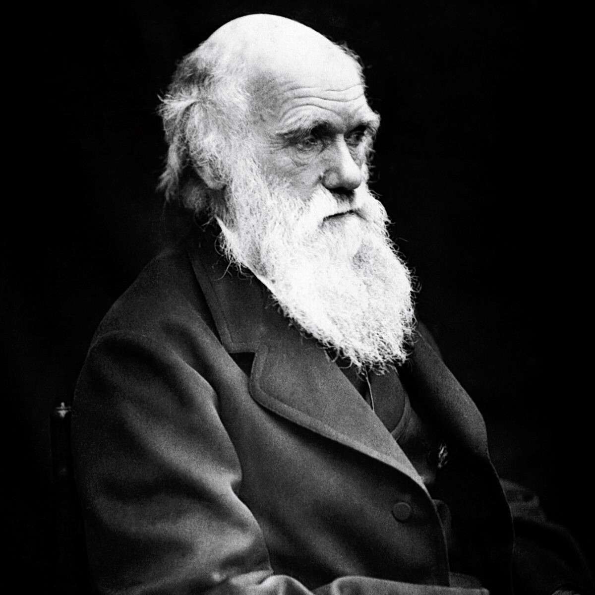 Karol Darwin puzzle online