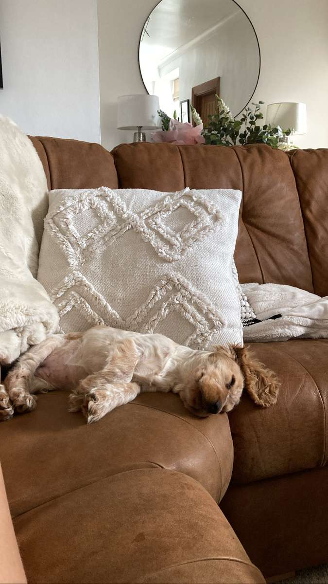 pies na sofie puzzle online ze zdjęcia