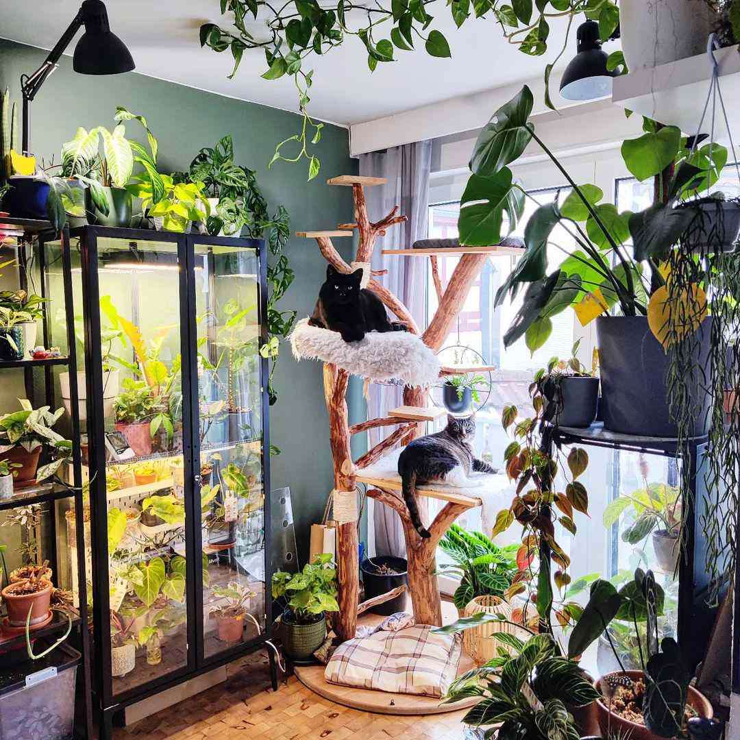 Pokój roślinny 1 puzzle online ze zdjęcia