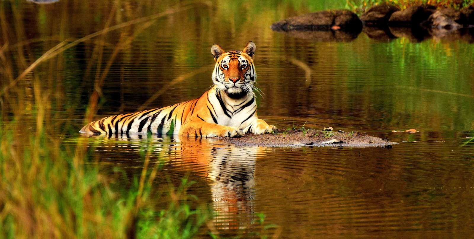 tygrysie zwierzęta z przedszkola puzzle online ze zdjęcia