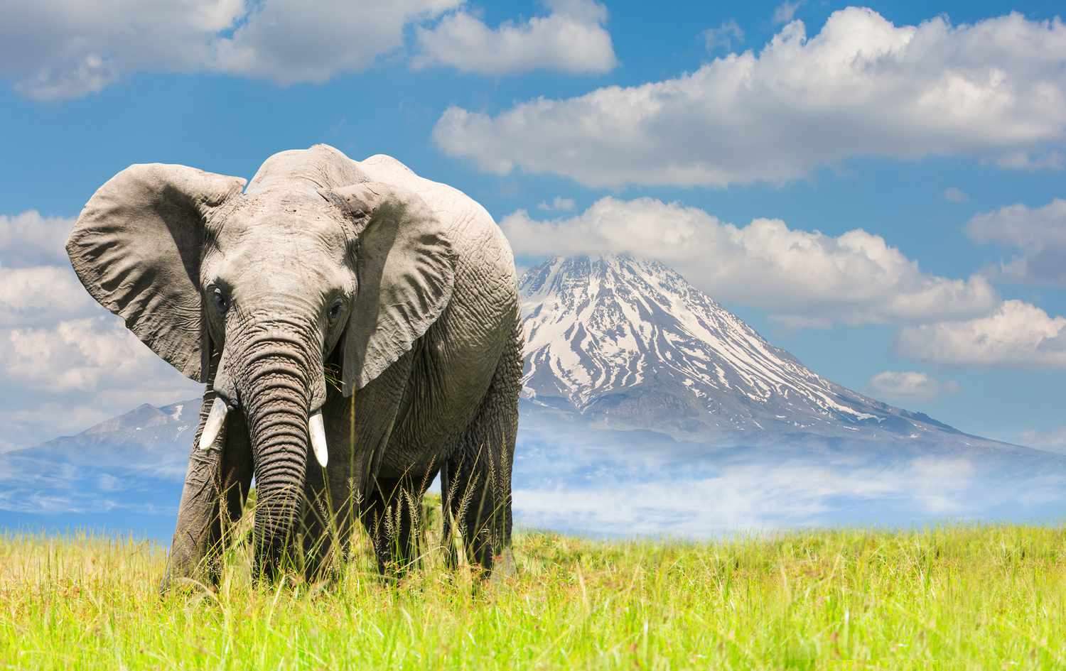 zwierzęta z przedszkola słoni puzzle online