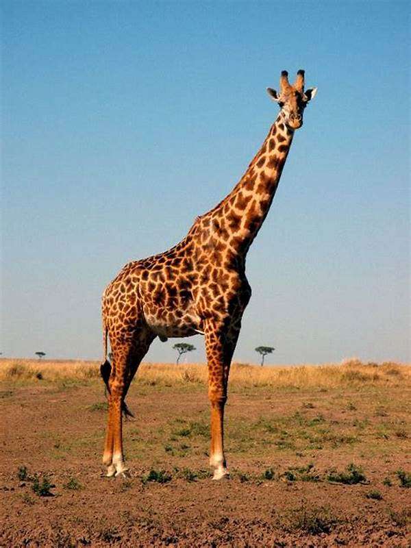 zwierzęta z przedszkola żyrafa puzzle online ze zdjęcia