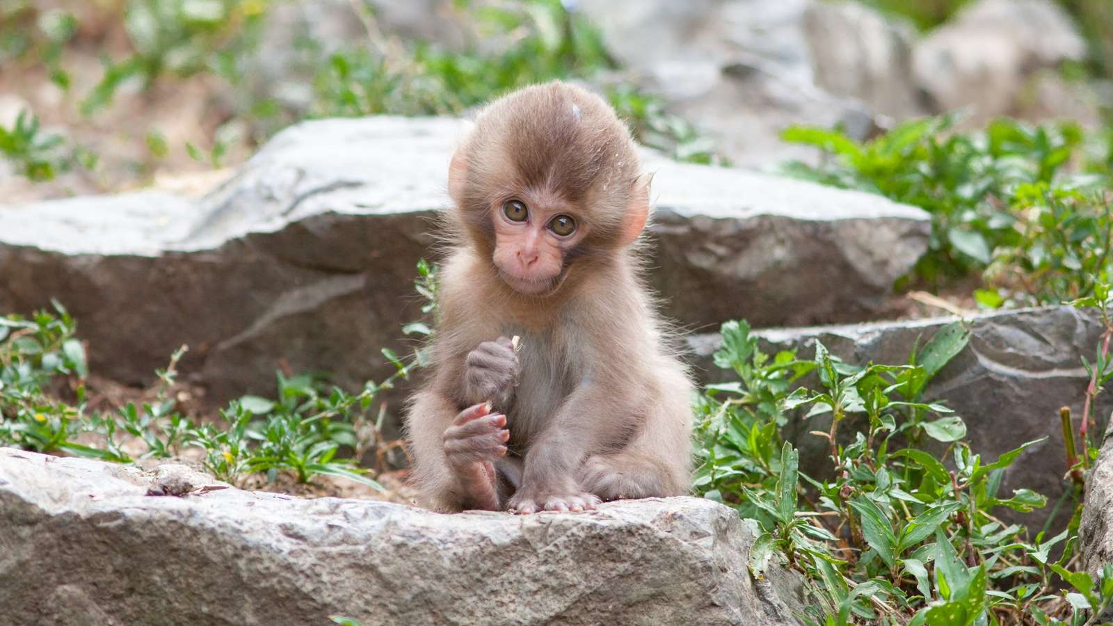 małpy zwierzęta z przedszkola puzzle online