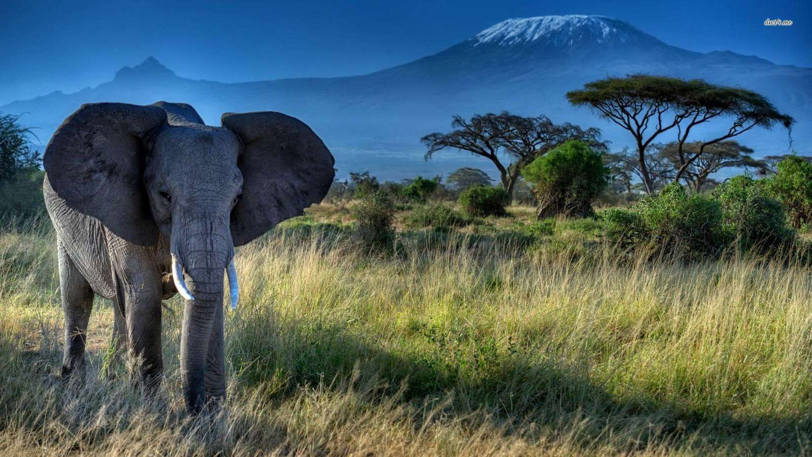 zwierzęta z przedszkola słoni puzzle online ze zdjęcia