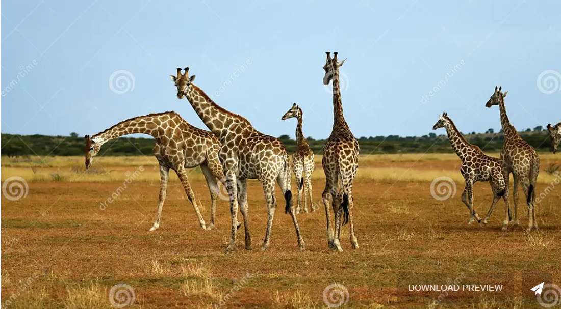 zwierzęta z przedszkola żyrafa puzzle online