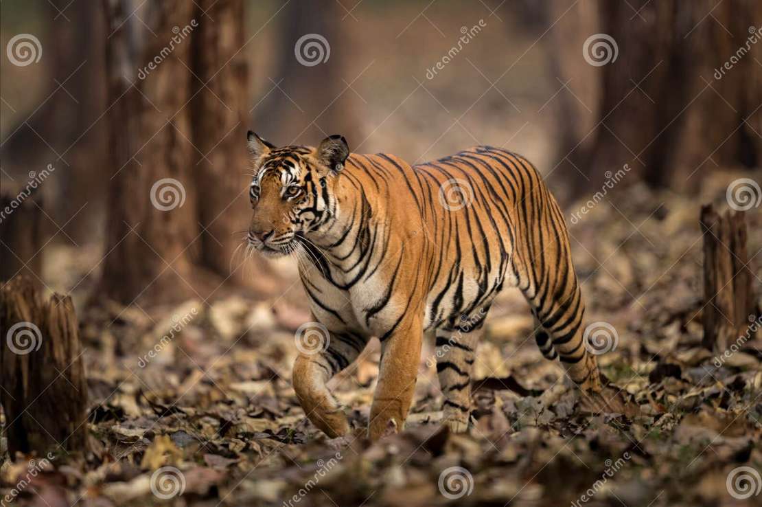 tygrysie zwierzęta z przedszkola puzzle online ze zdjęcia