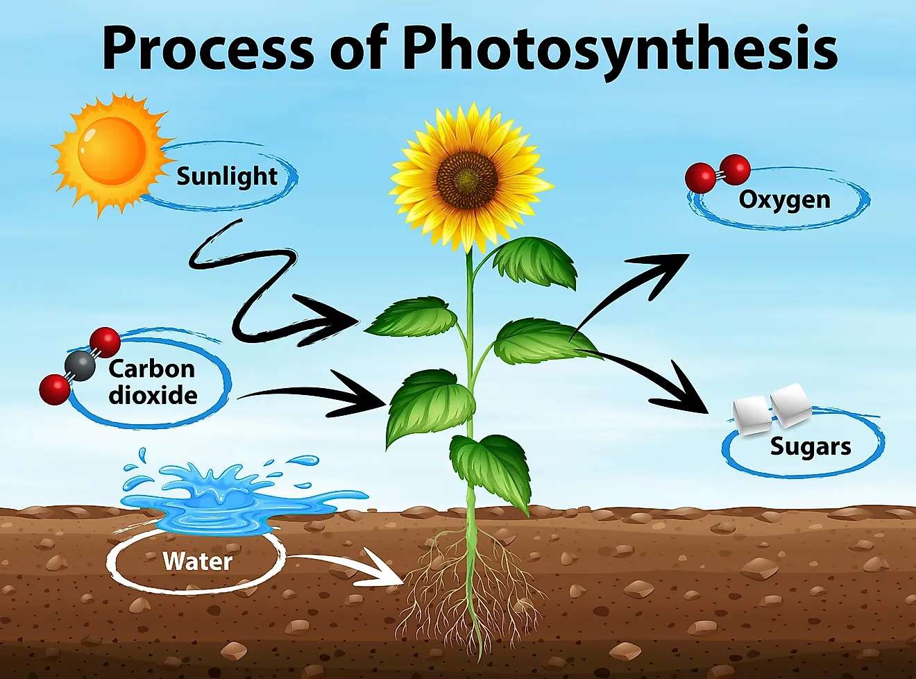 Fotosynteza puzzle online ze zdjęcia
