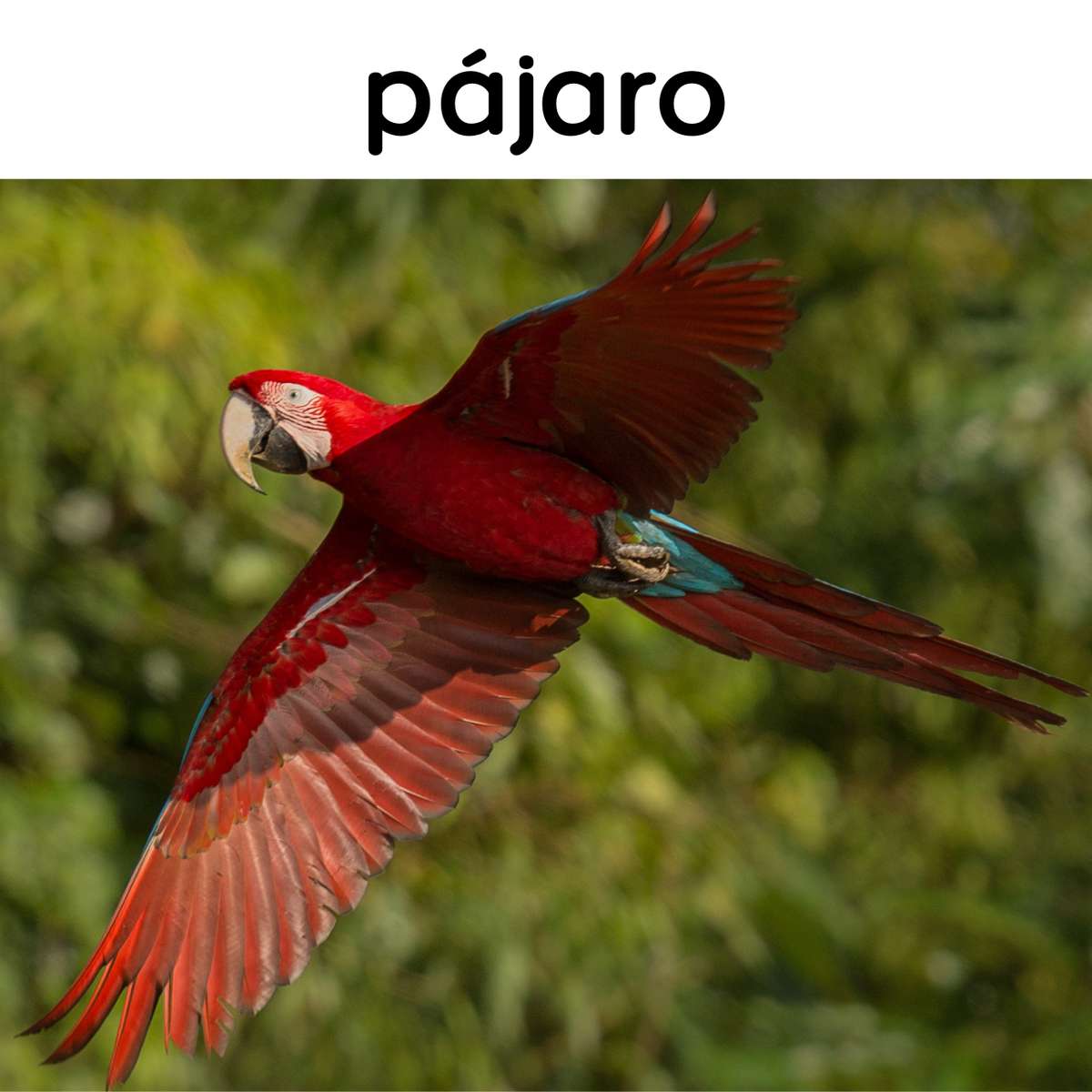 Un Pájaro puzzle online ze zdjęcia