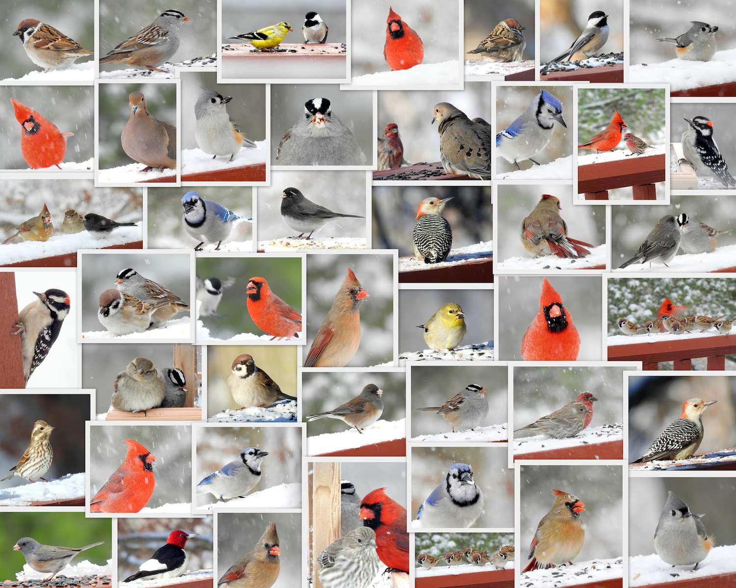 Zimowe ptaki puzzle online