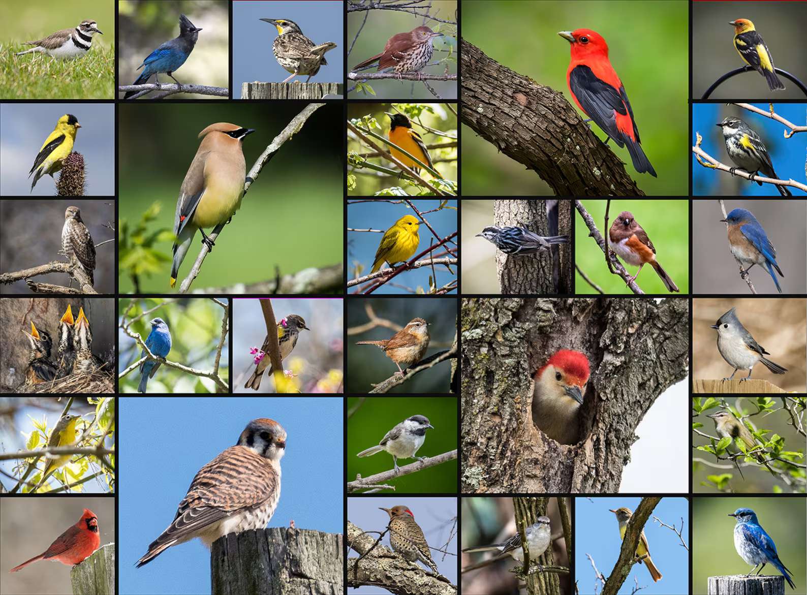 Ptaki przerozne puzzle online