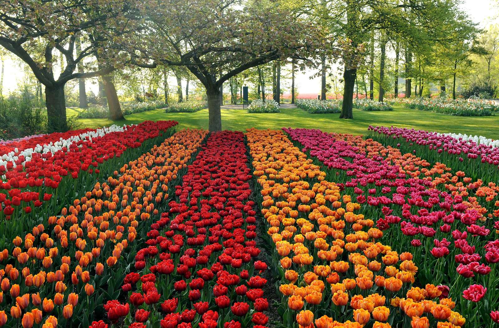 Holenderskie tulipany puzzle online