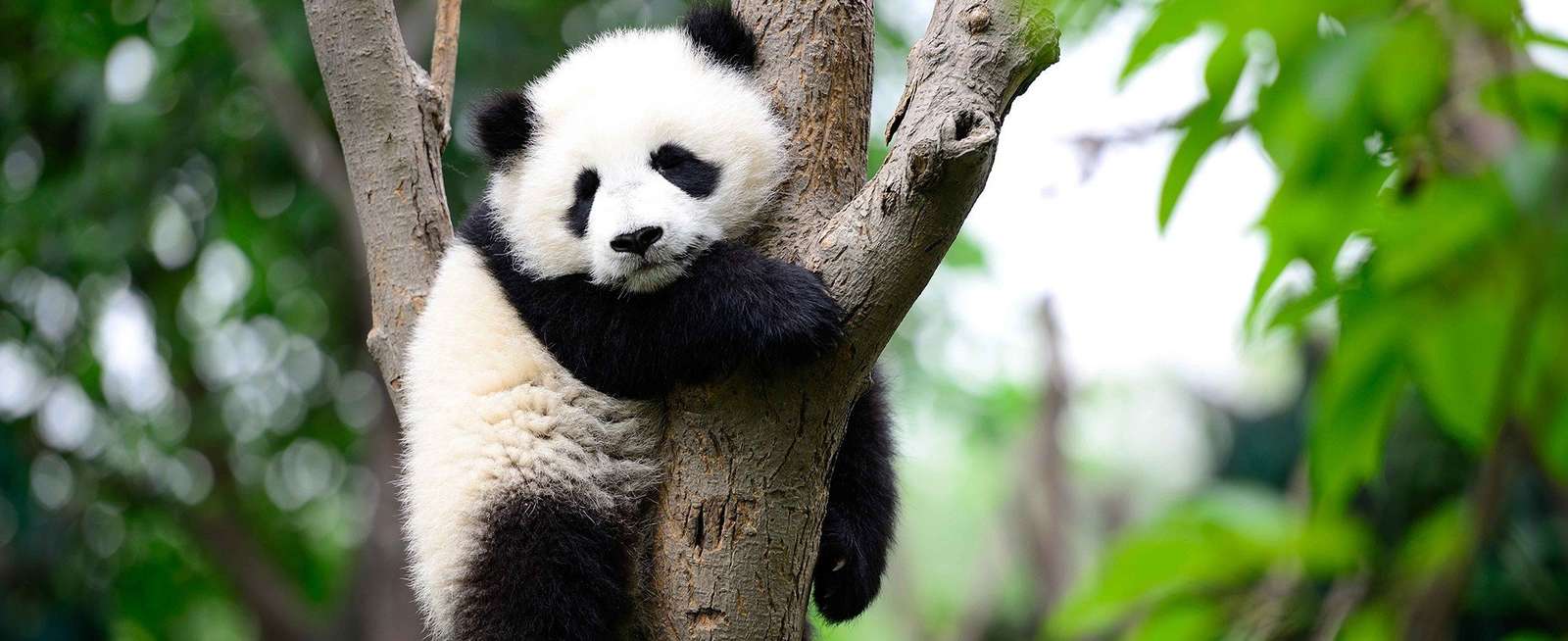 panda zwierzę z zoo puzzle online ze zdjęcia