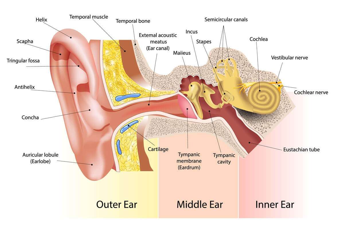 ANATOMIA UCHA puzzle online ze zdjęcia