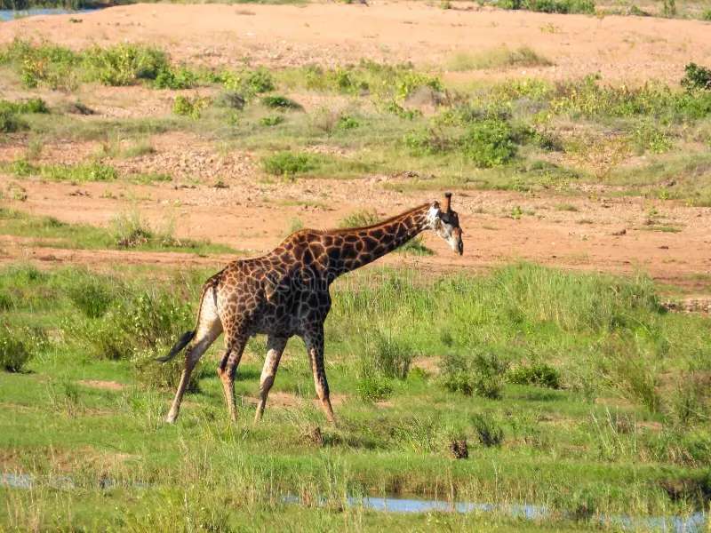przedszkole dla zwierząt żyrafa puzzle online