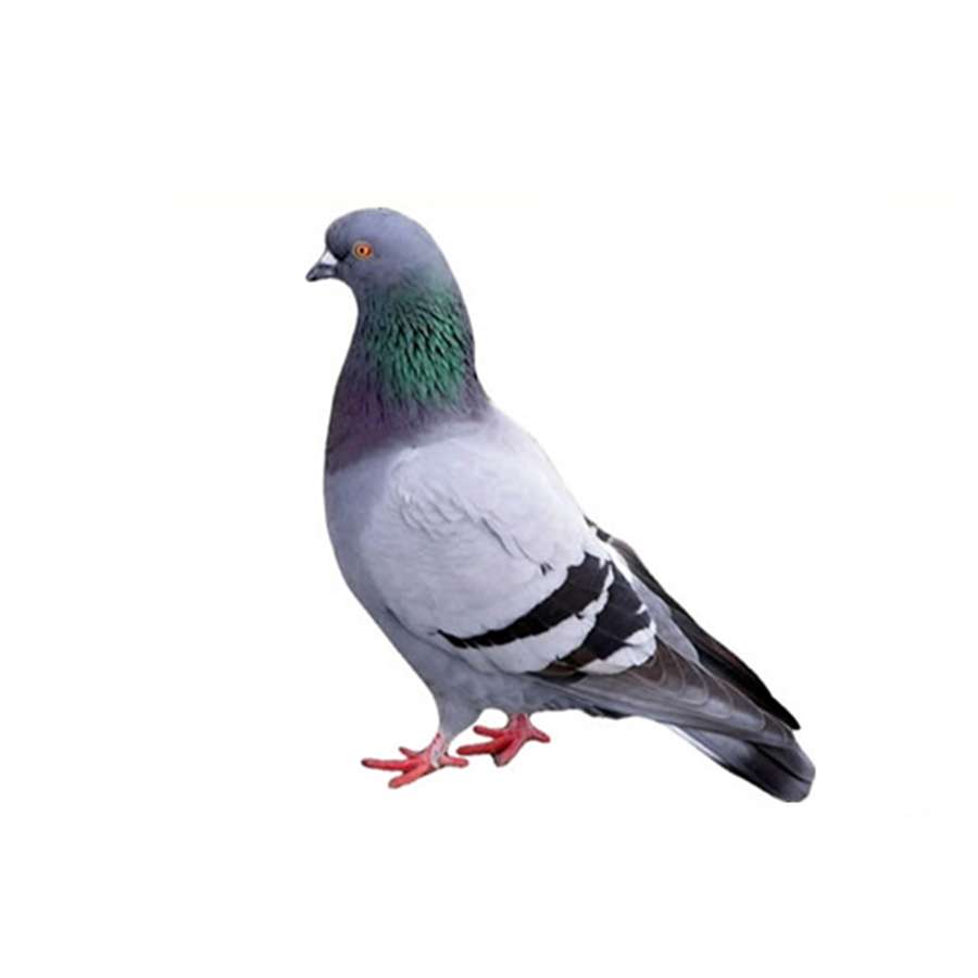 piccione puzzle online ze zdjęcia