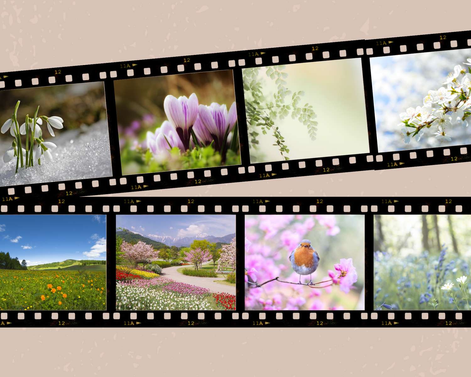 Wiosenne kwiaty puzzle online ze zdjęcia