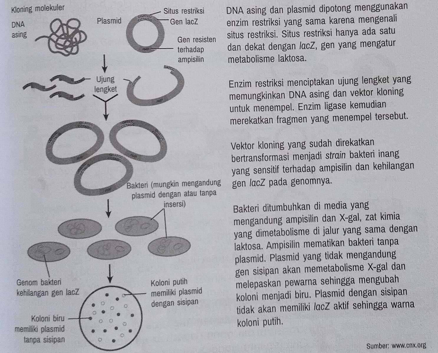 zagadka biologiczna puzzle online ze zdjęcia