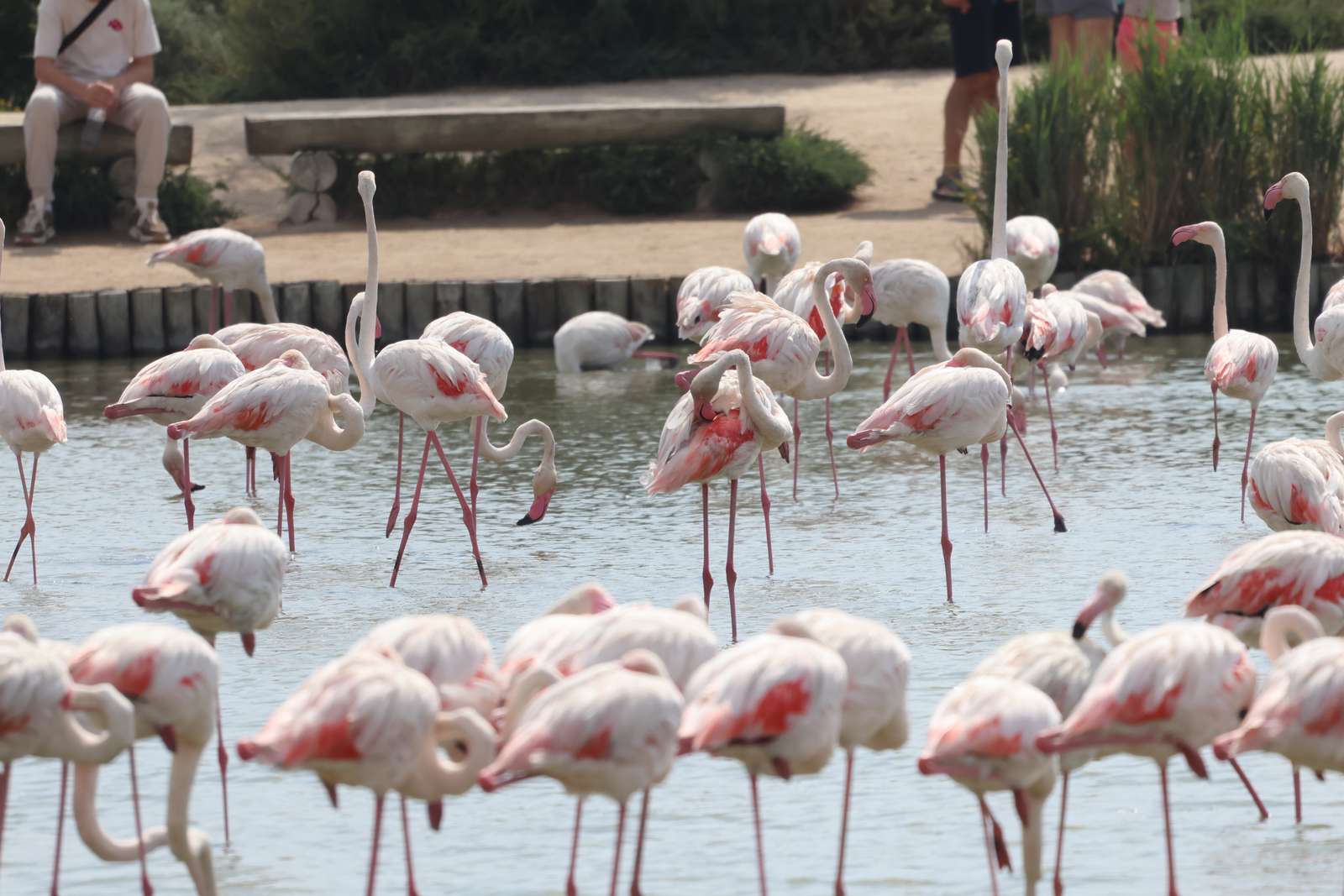 Flamingi puzzle online