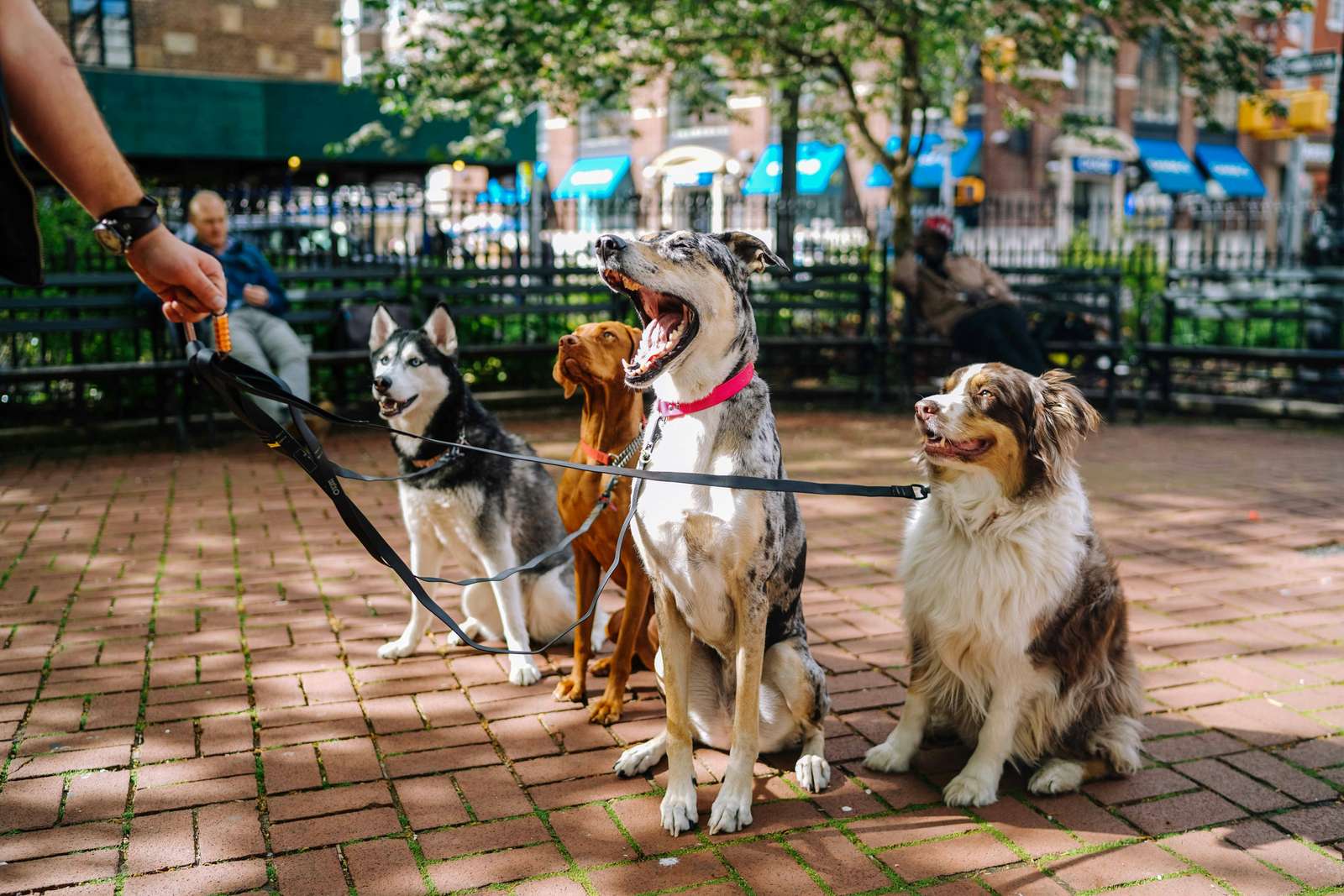 Psy na smyczy puzzle online ze zdjęcia
