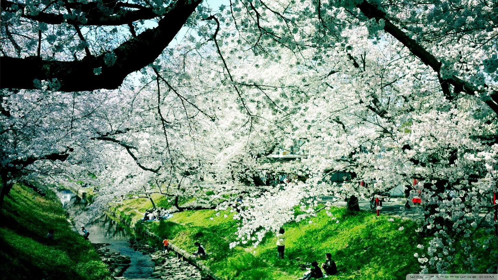 Białe Kwitnące Drzewo puzzle online ze zdjęcia