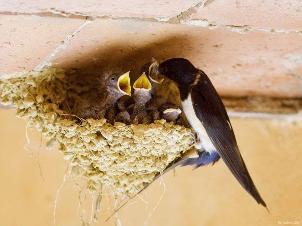 Który ptak buduje gniazdo? puzzle online
