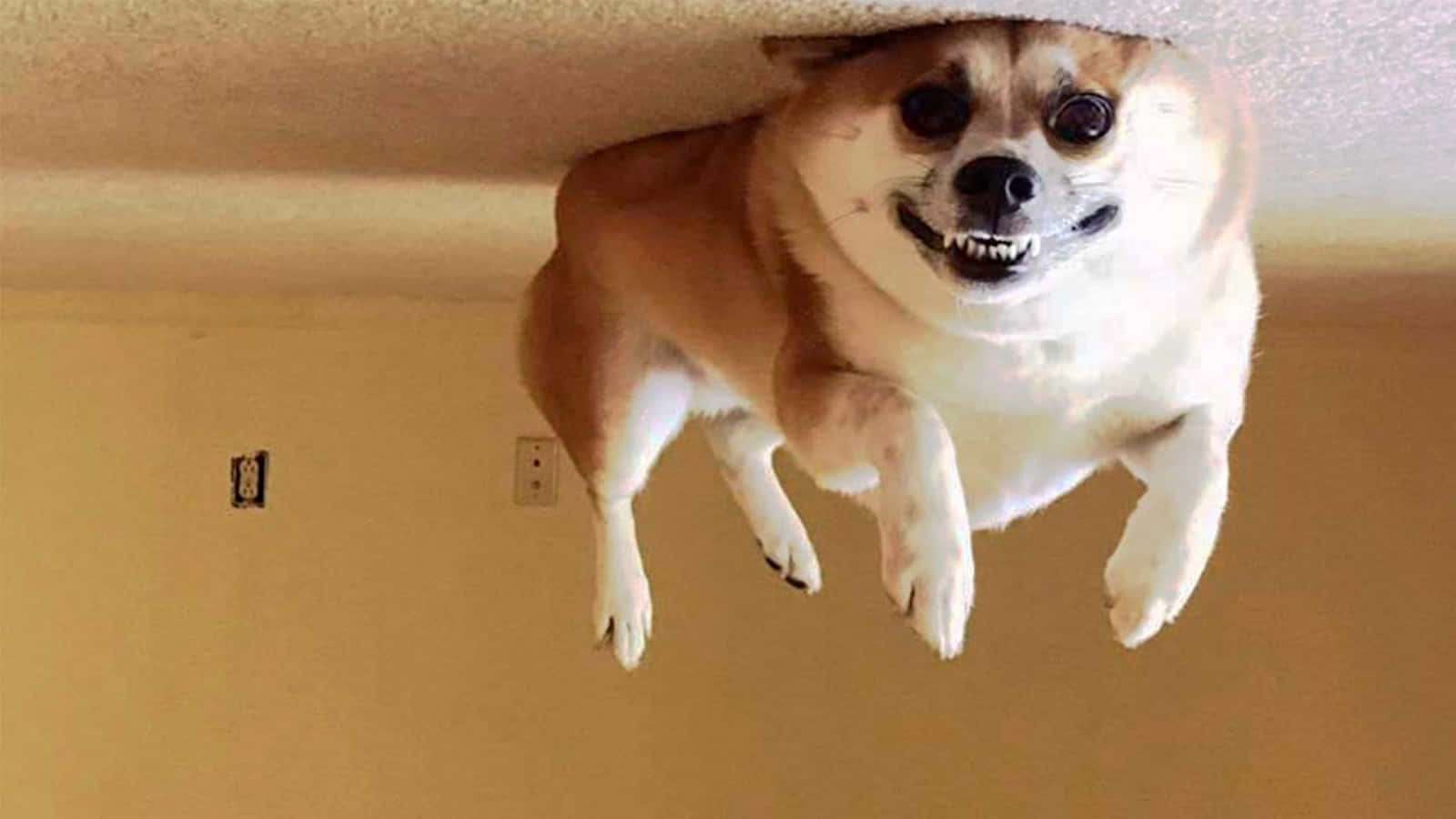 pies do góry nogami puzzle online ze zdjęcia