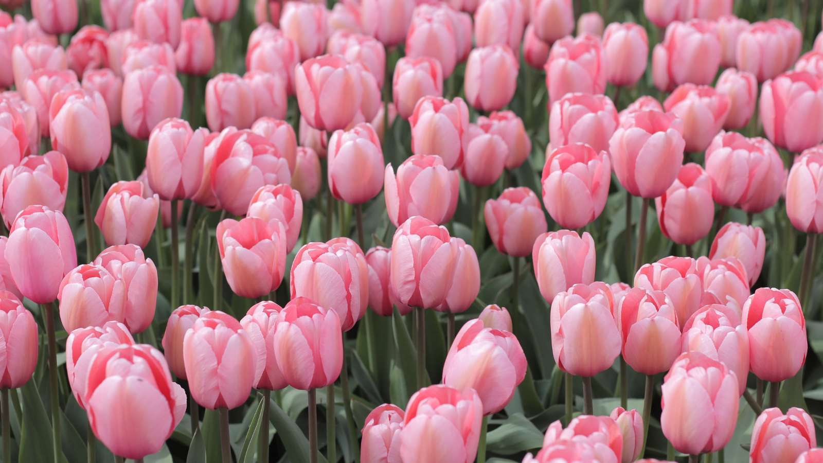 kwiaty, które są różowe puzzle online