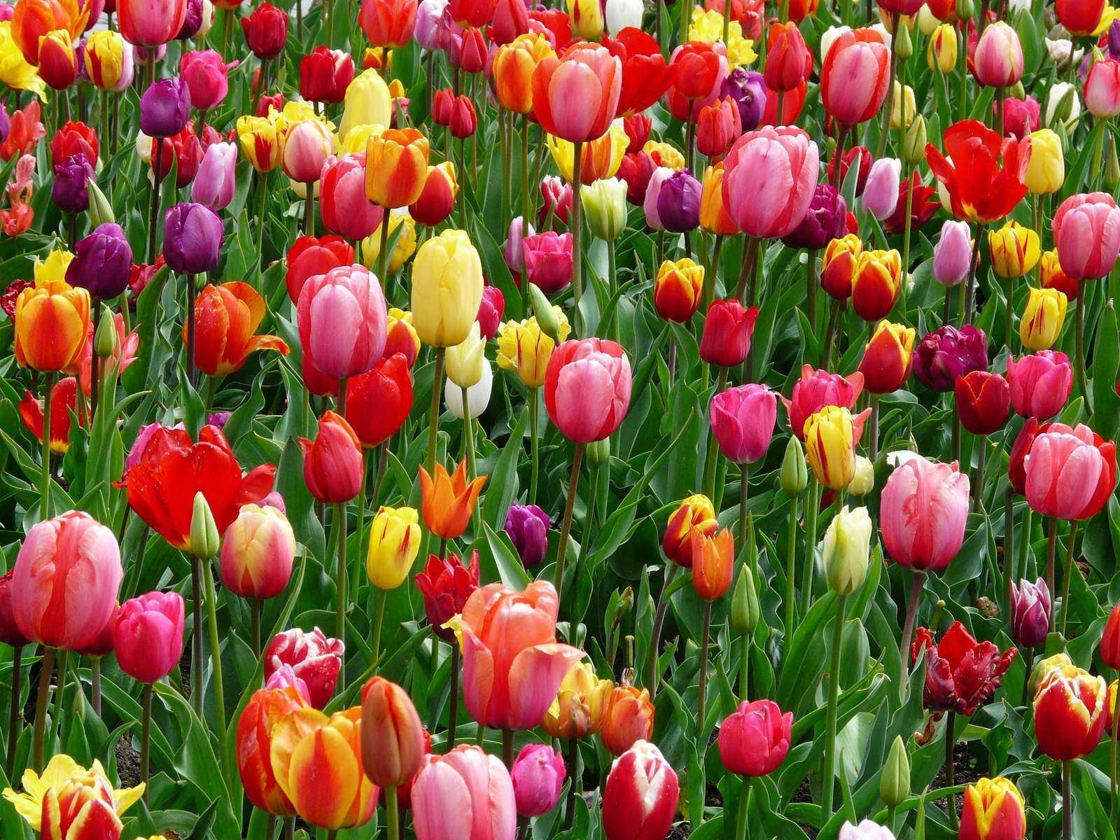 Wiosenne tulipany puzzle online