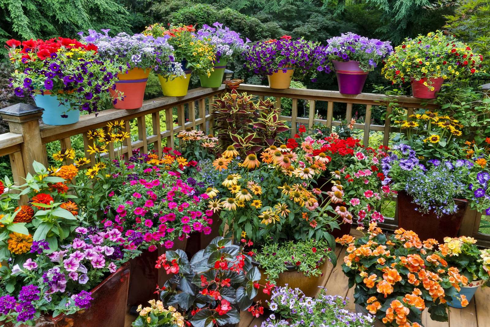 Wiele wielobarwnych kwiatów puzzle online ze zdjęcia