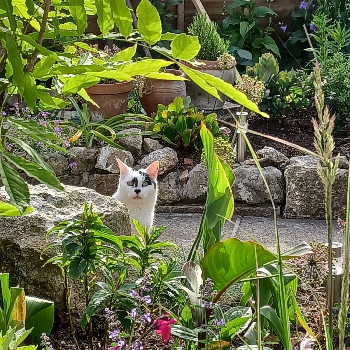 kot w ogrodzie puzzle online