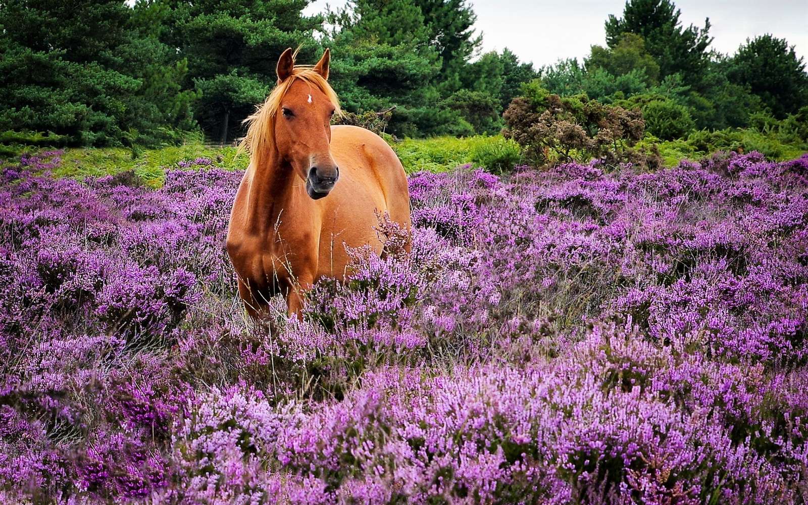 Fioletowe pole brązowego konia puzzle online ze zdjęcia