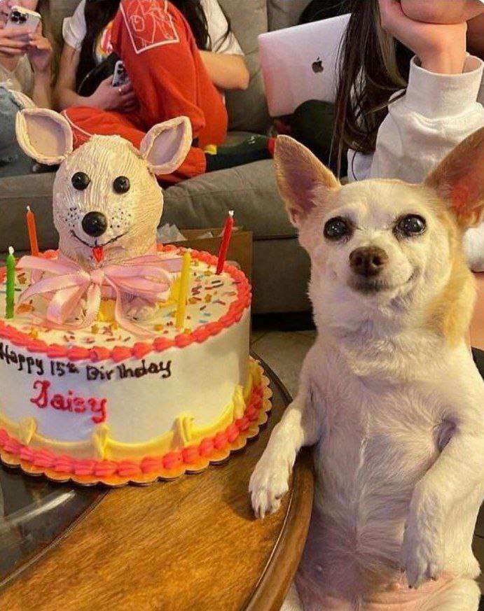 Szczęśliwy pies świętuje swoje urodziny puzzle online