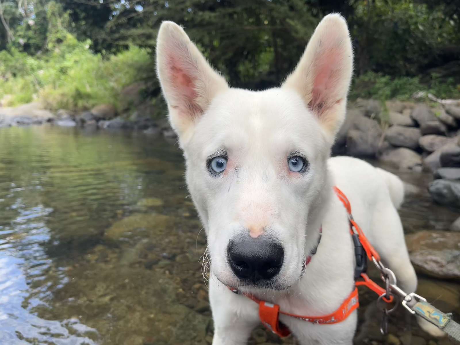 Kacper, ślepy i głuchy husky puzzle online ze zdjęcia