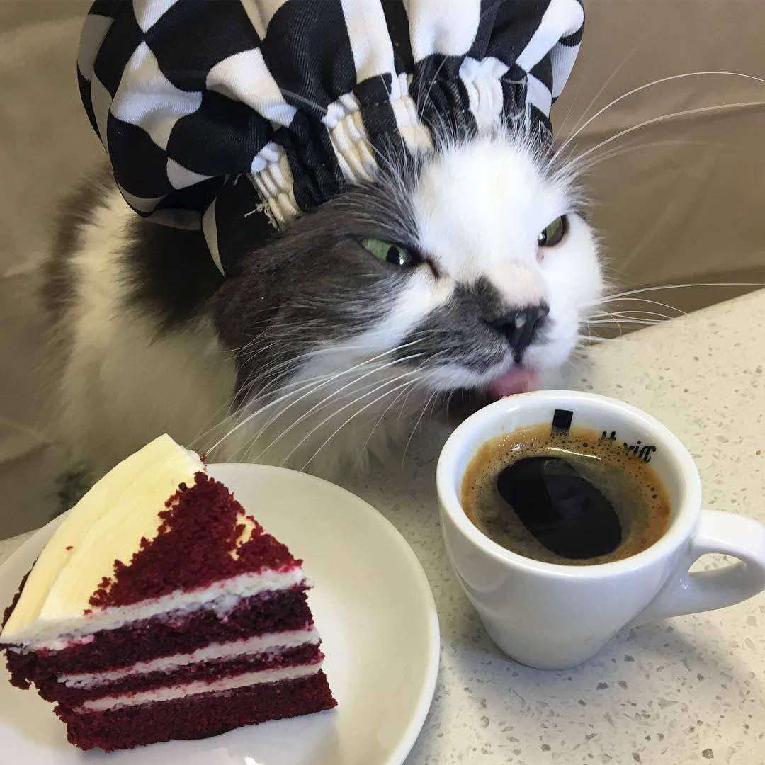 Kot pijący kawę z kawałkiem ciasta puzzle online