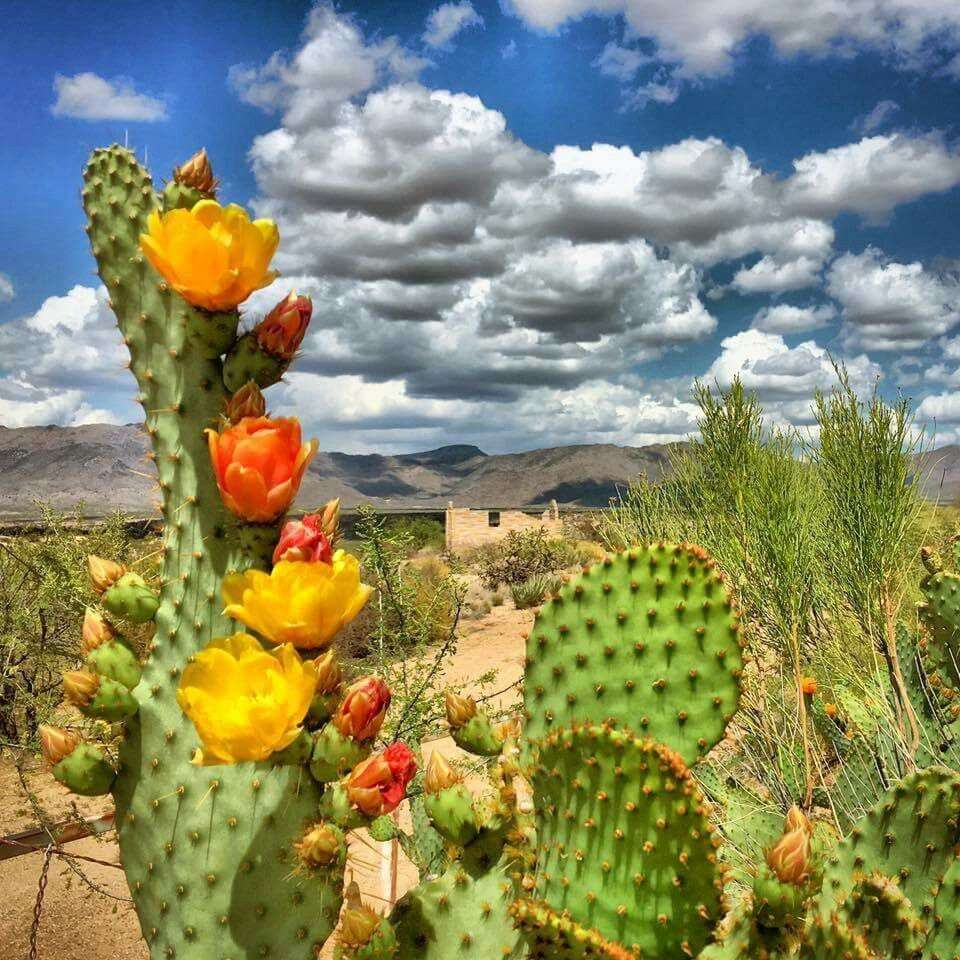 Kaktus W Rozkwicie puzzle online ze zdjęcia